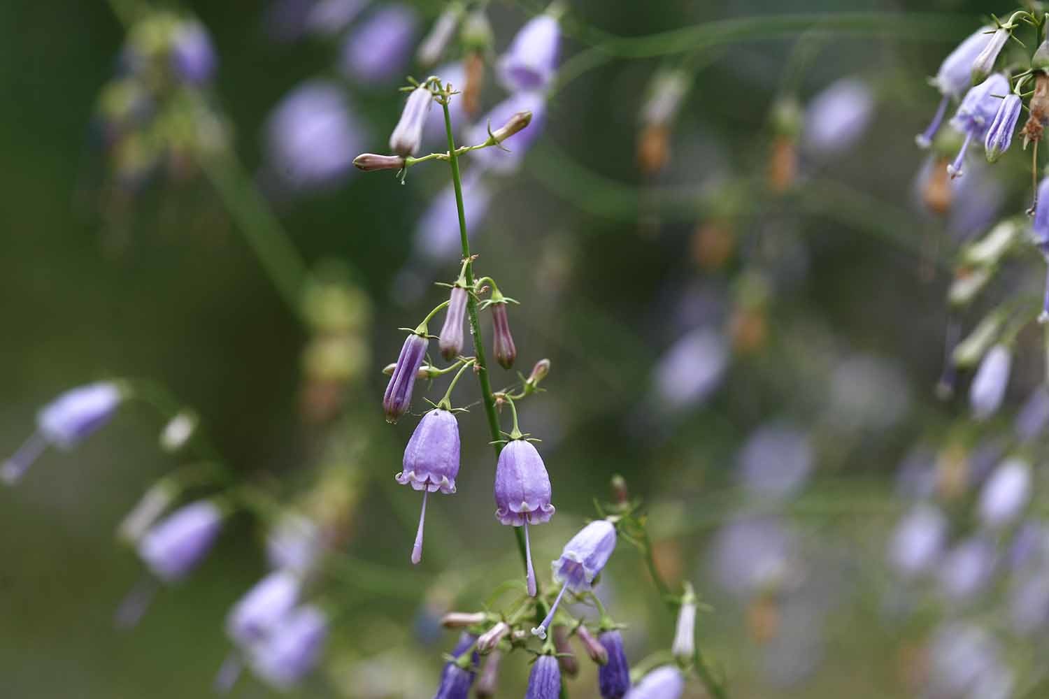 잔대 꽃 / 국립생물자원관