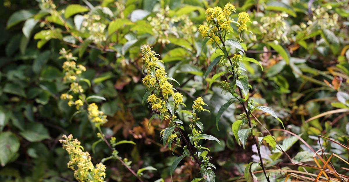 미역취 / 국립생물자원관