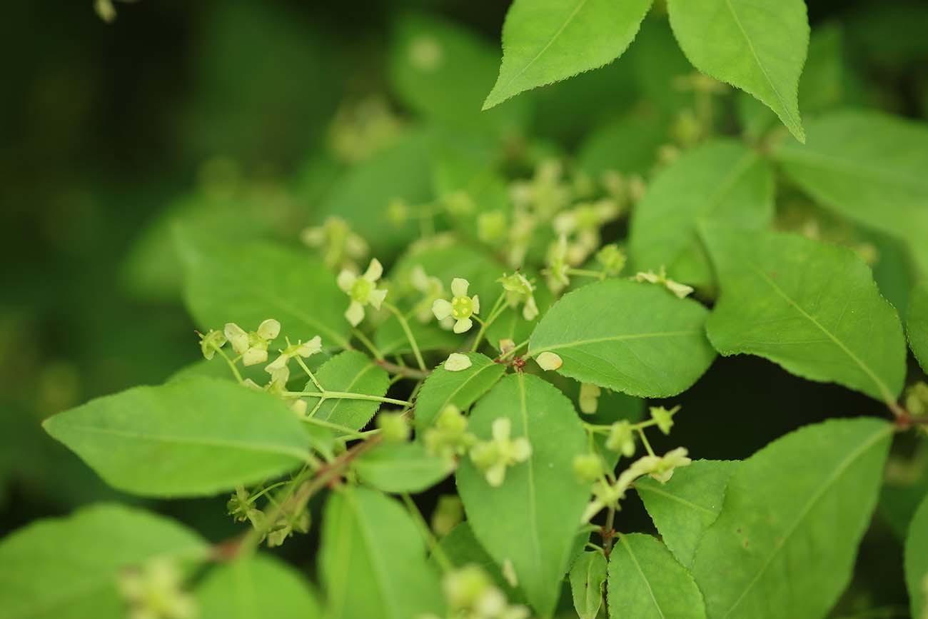 화살나무 / 국립생물자원관