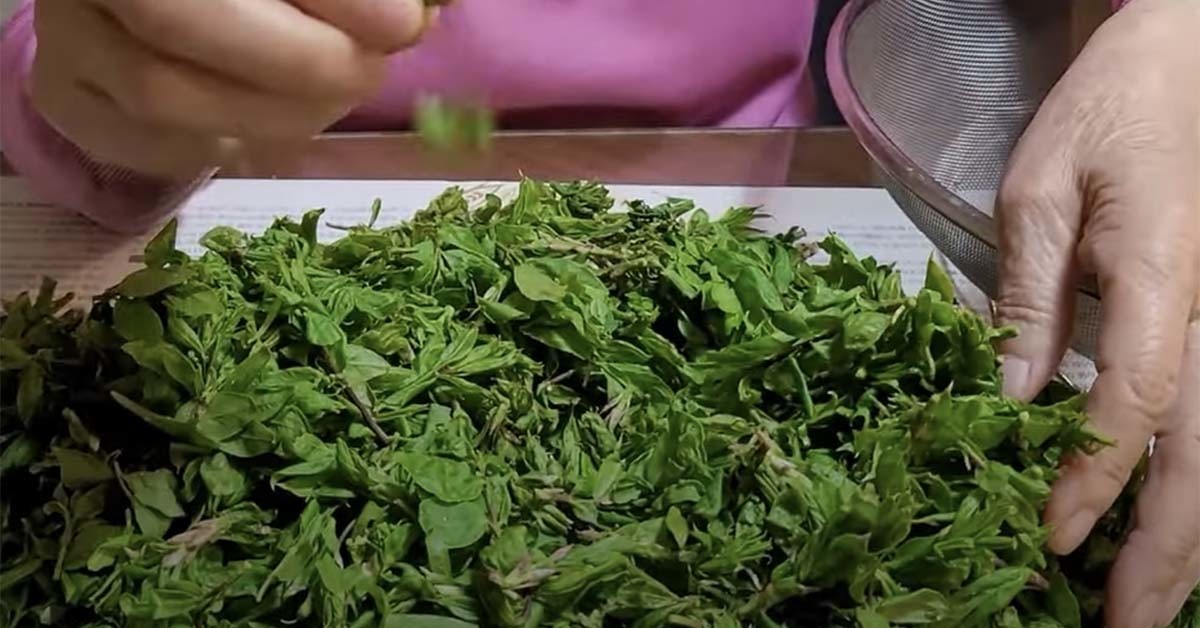 화살나무 순(홑잎나물) / '충청도외할머니밥상' 유튜브