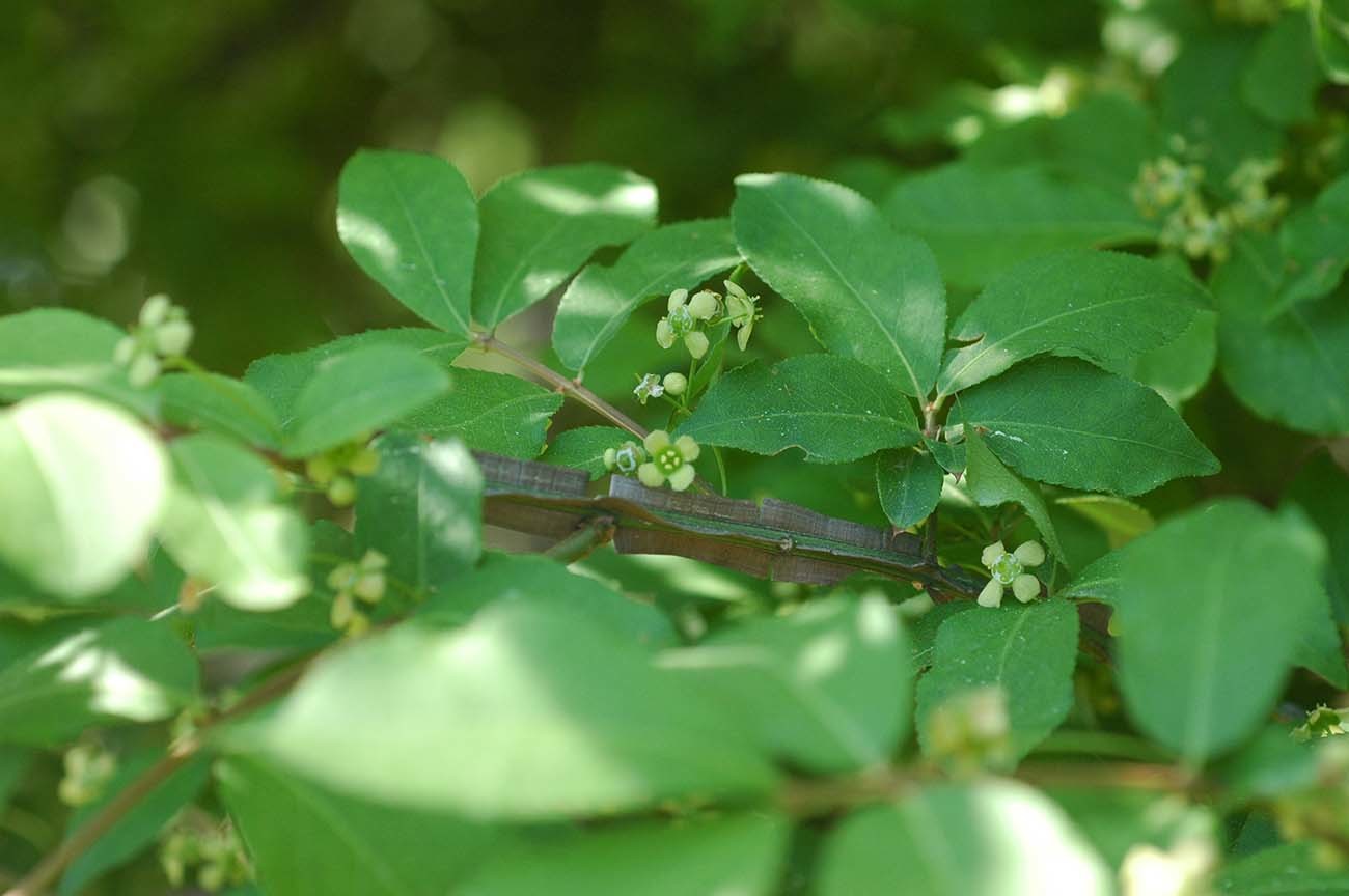화살나무 / 국립생물자원관