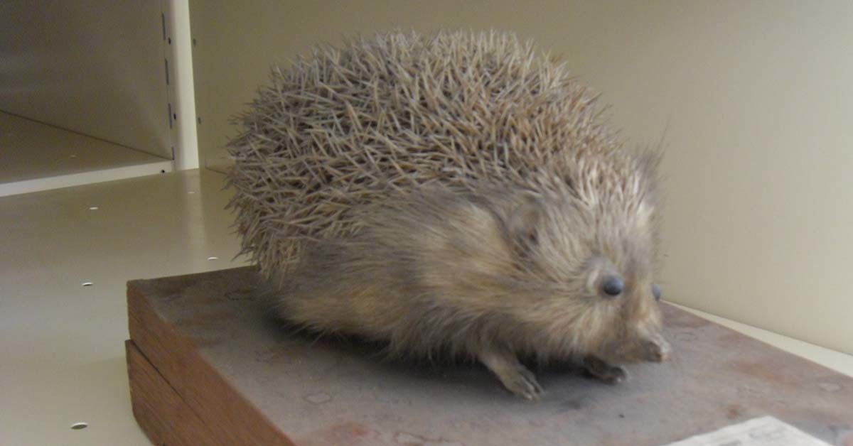 아무르고슴도치 / 국립생물자원관