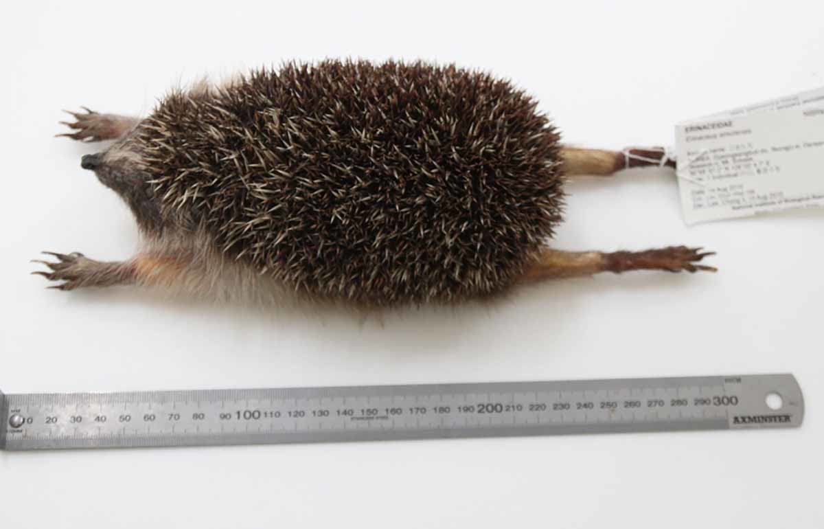 아무르고슴도치 / 국립생물자원관