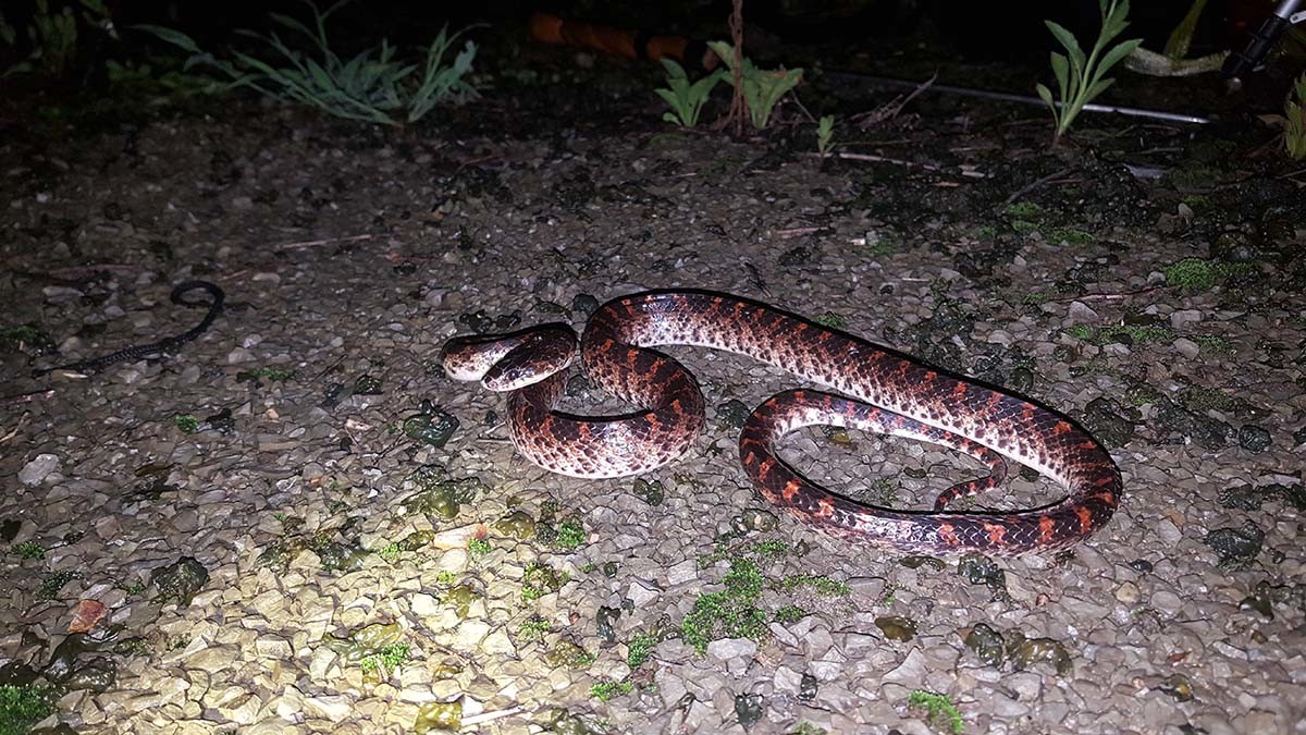 능구렁이 / 국립생물자원관