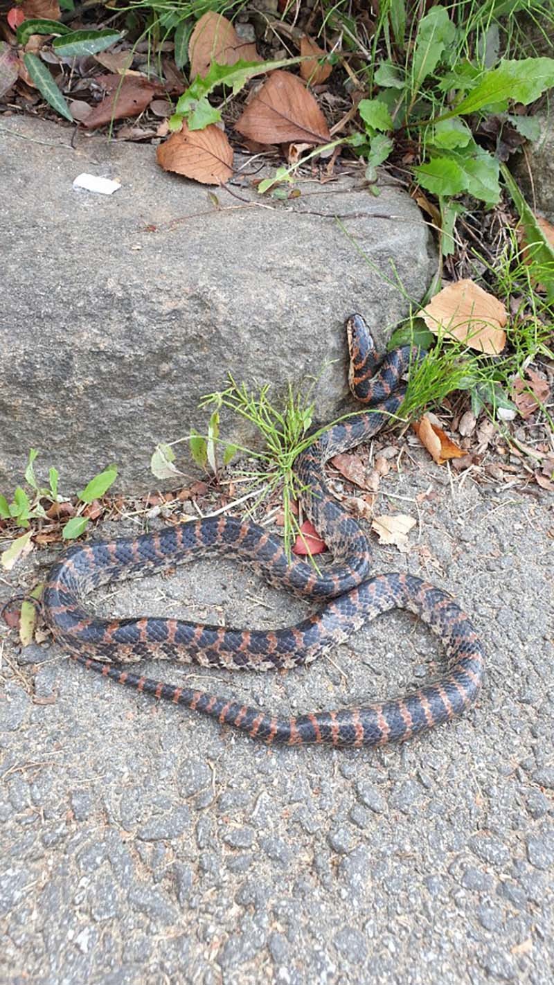 능구렁이 / 국립생물자원관