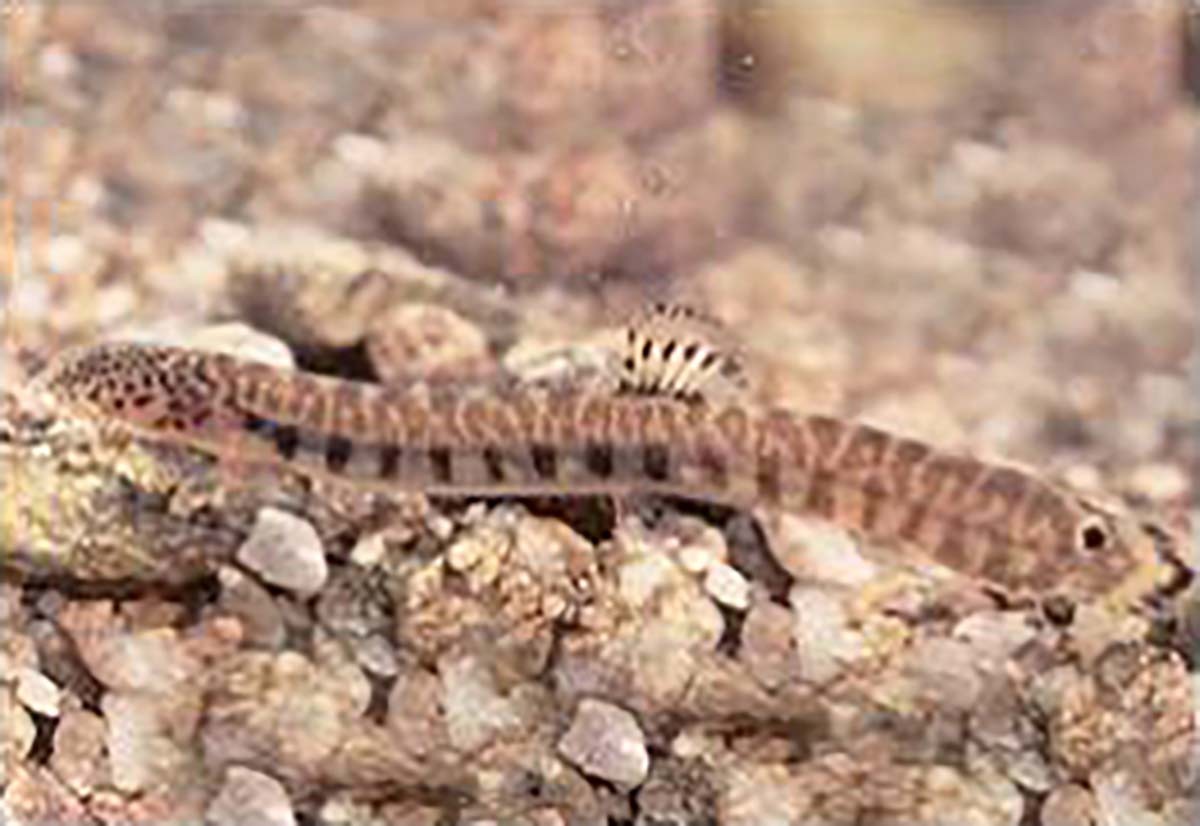 좀수수치 / 국립생물자원관