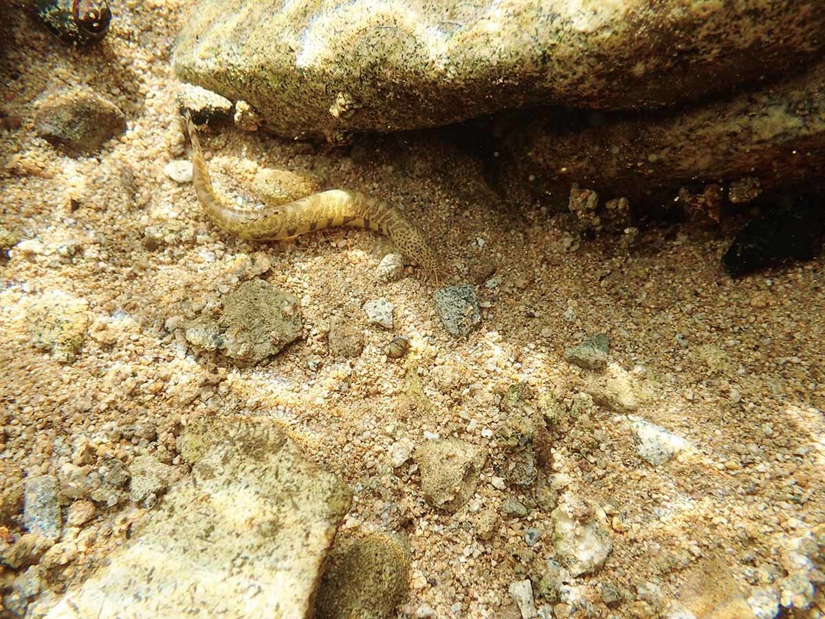 좀수수치 / 국립생물자원관