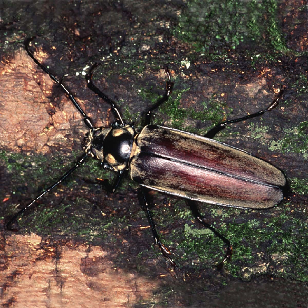 장수하늘소 / 국립생물자원관