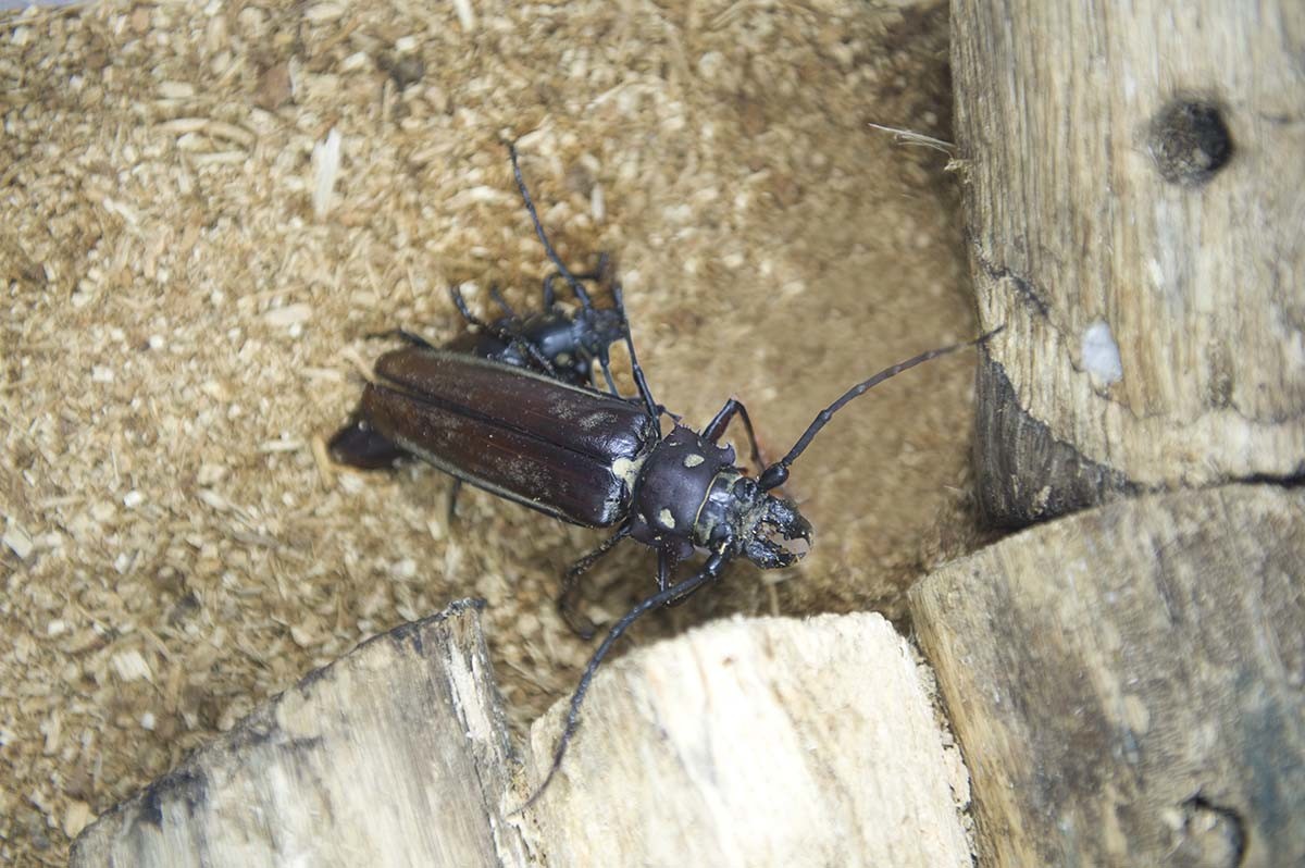 장수하늘소 / 국립생물자원관