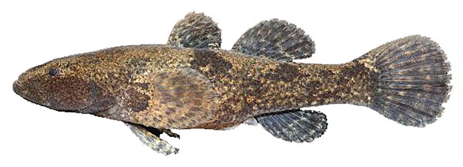 남방동사리 / 국립생물자원관