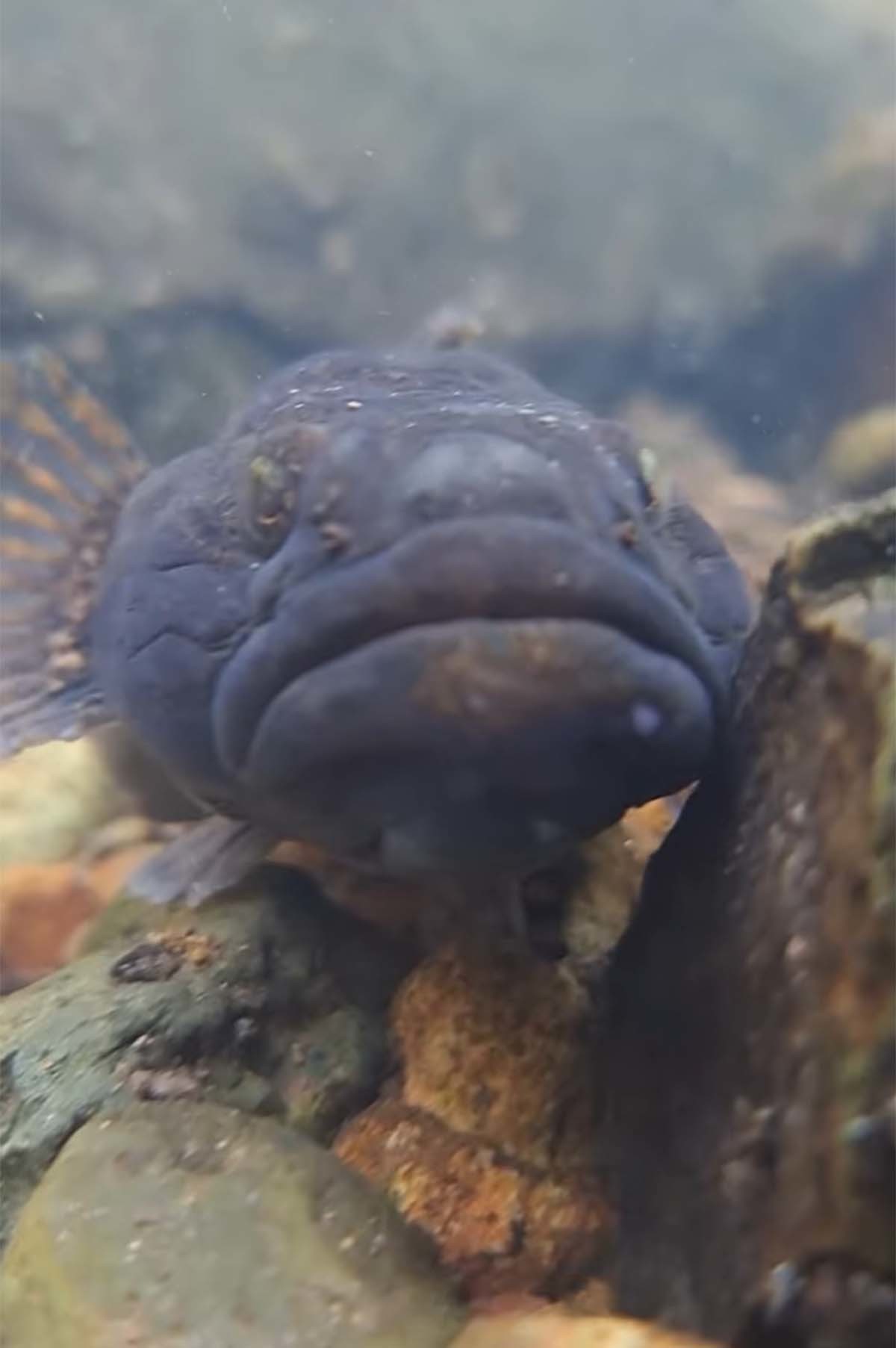 남방동사리 / '원종태' 유튜브