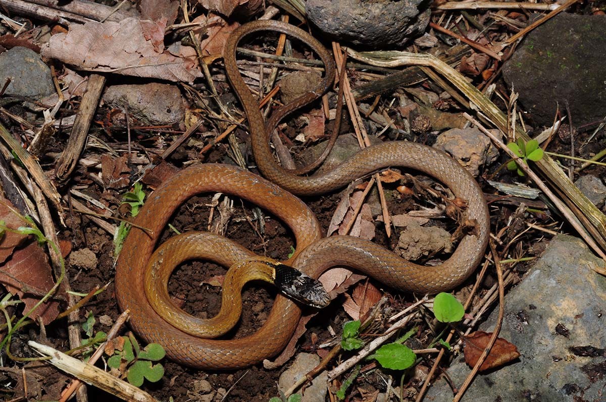 비바리뱀/ 국립생물자원관