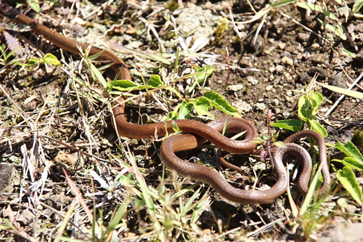 비바리뱀/ 국립생물자원관