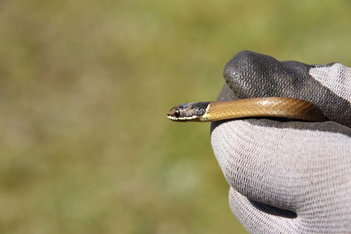 비바리뱀/ 국립생물자원관