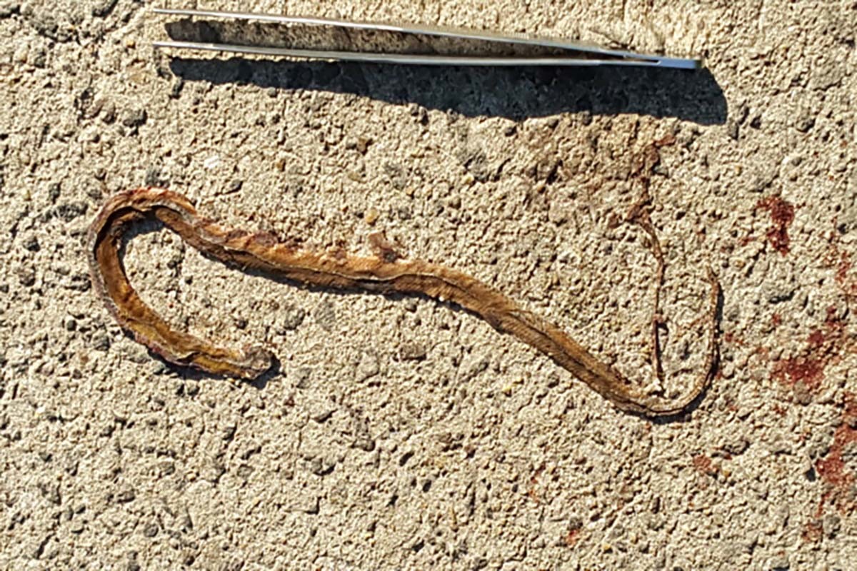 비바리뱀/ 국립생물자원관