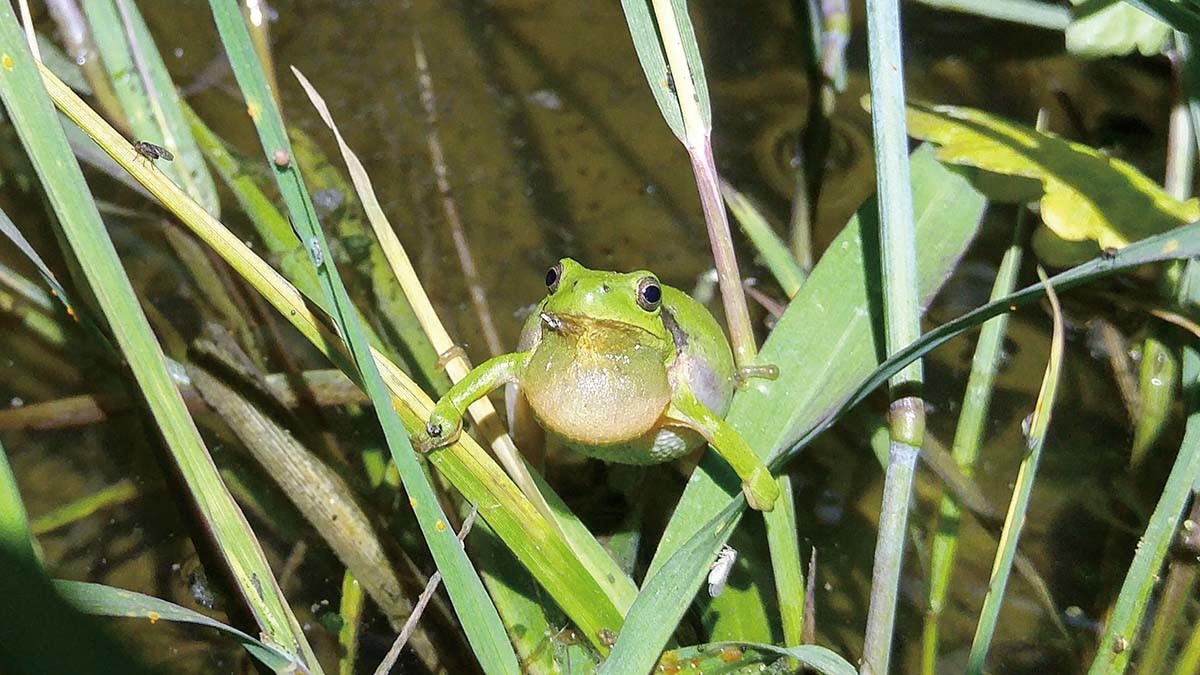 수원청개구리 / 국립생물자원관