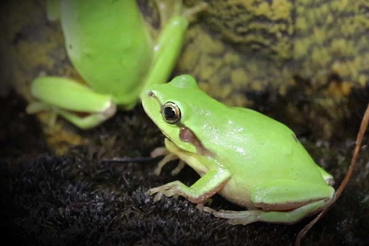 수원청개구리 / 국립생물자원관