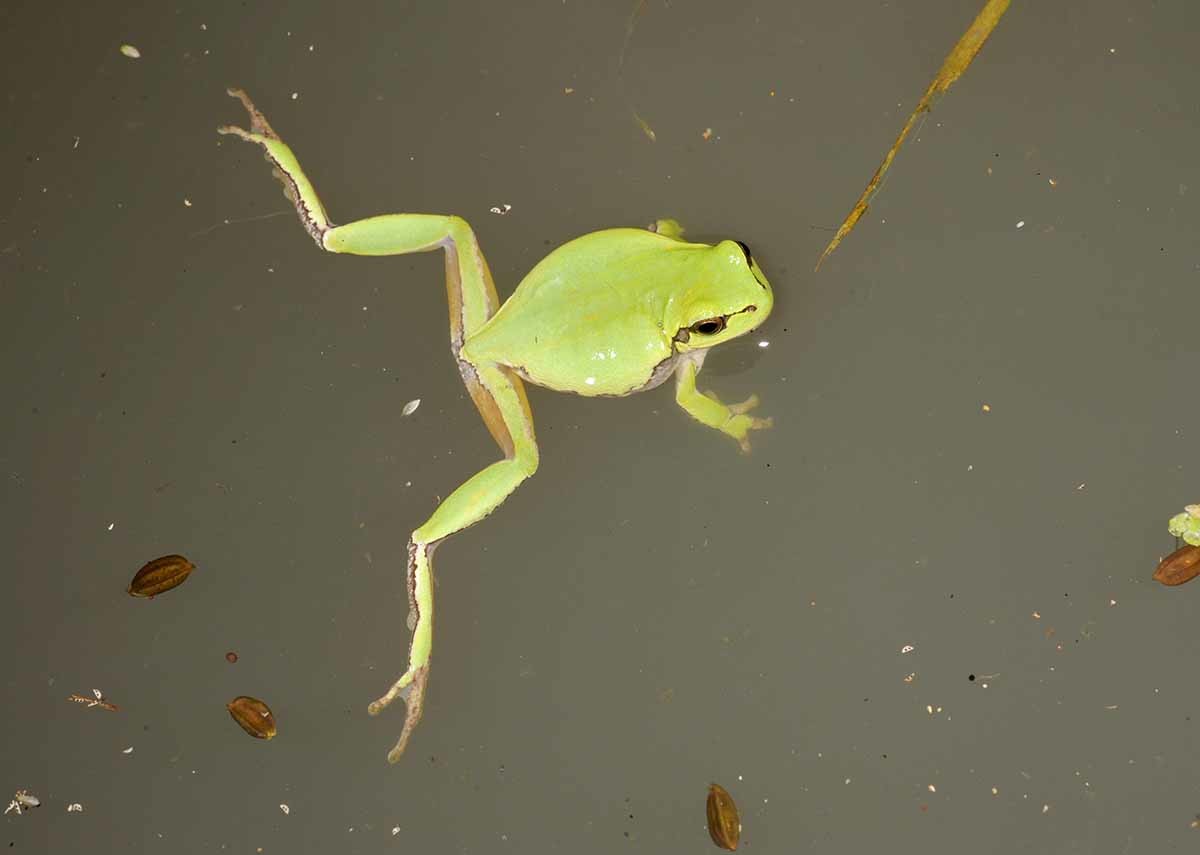 수원청개구리 / 국립생물자원관