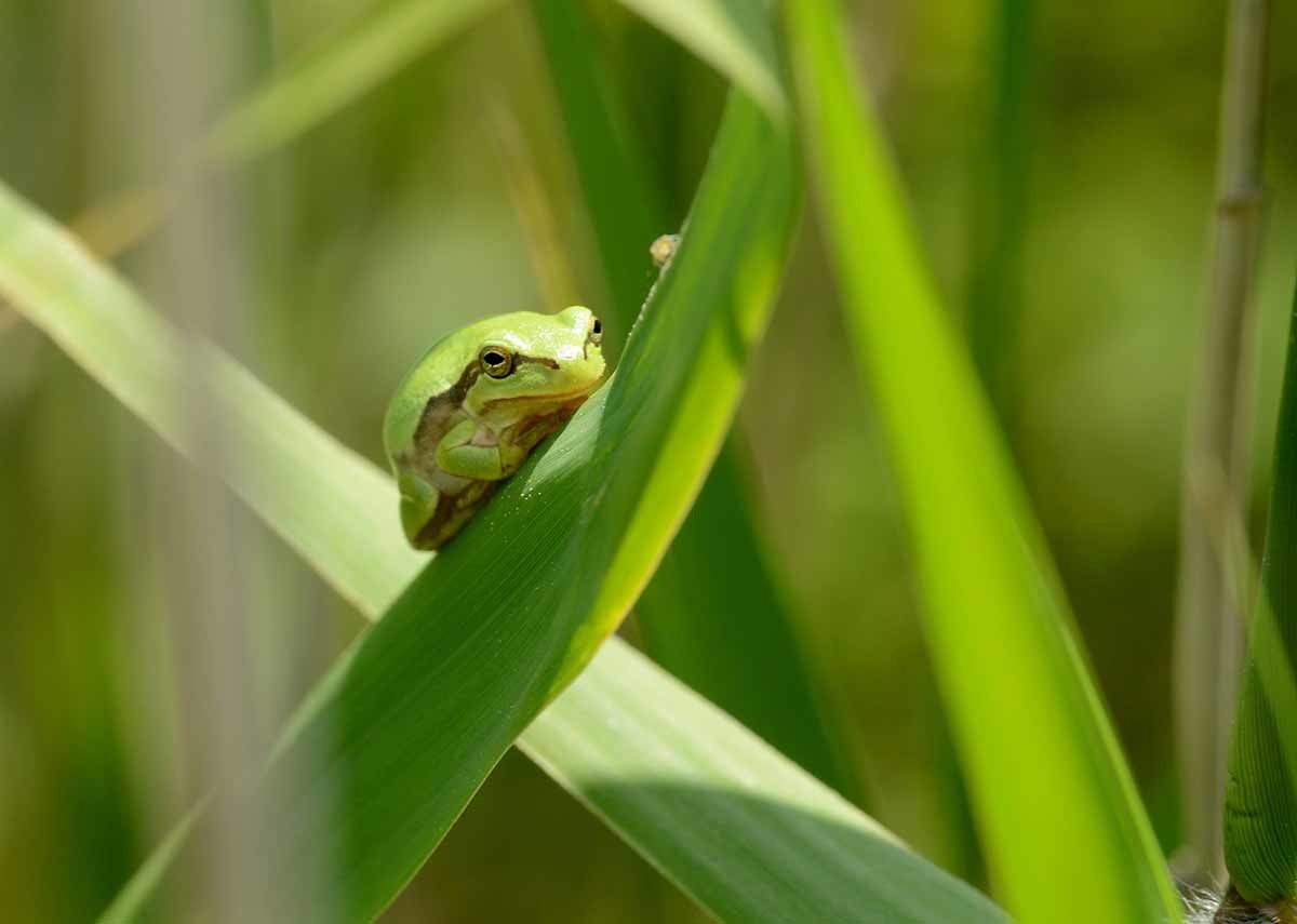 수원청개구리 / 국립생물자원관