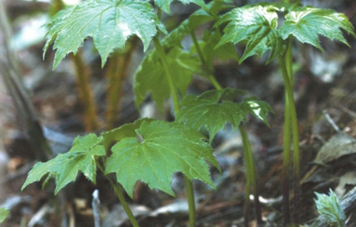 단풍취 / 연합뉴스