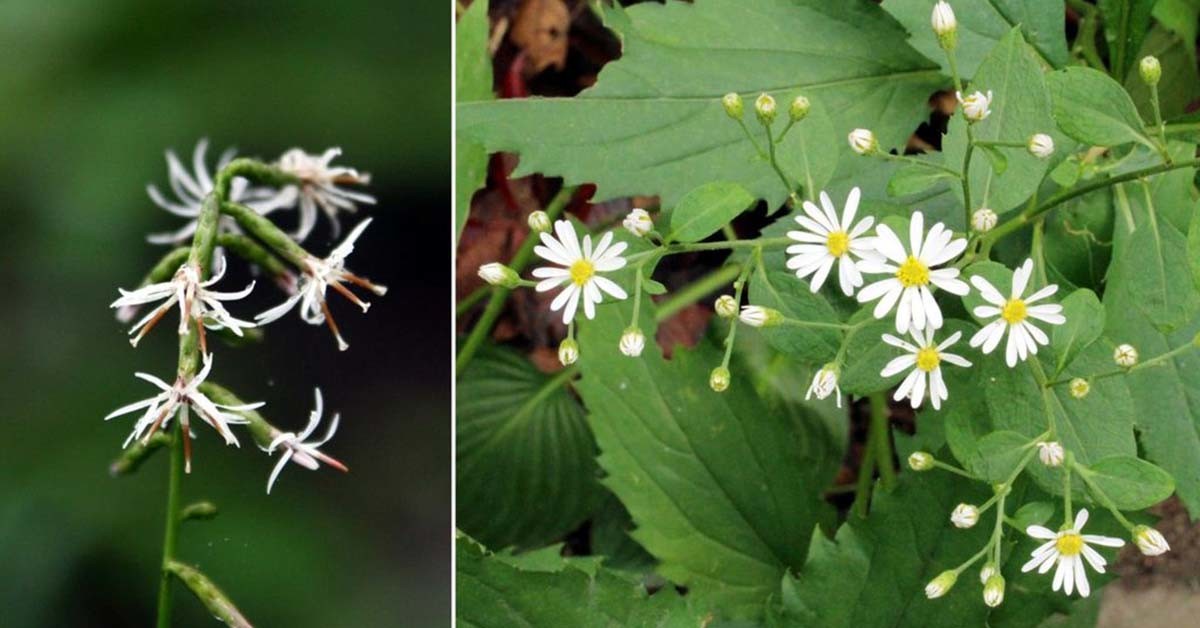 단풍취 / 국립수목원