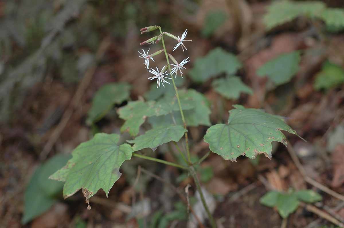 단풍취 / 국립생물자원관