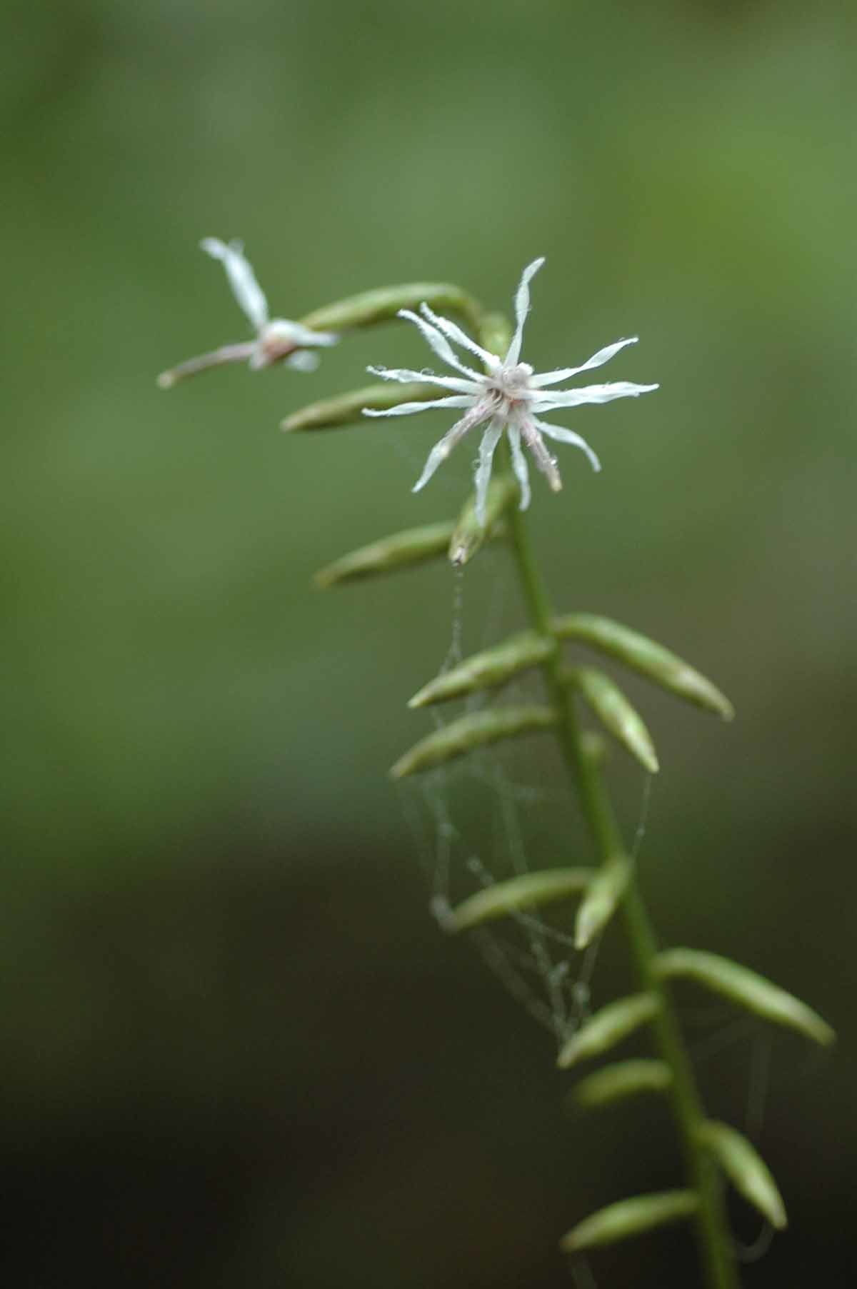 단풍취 / 국립생물자원관