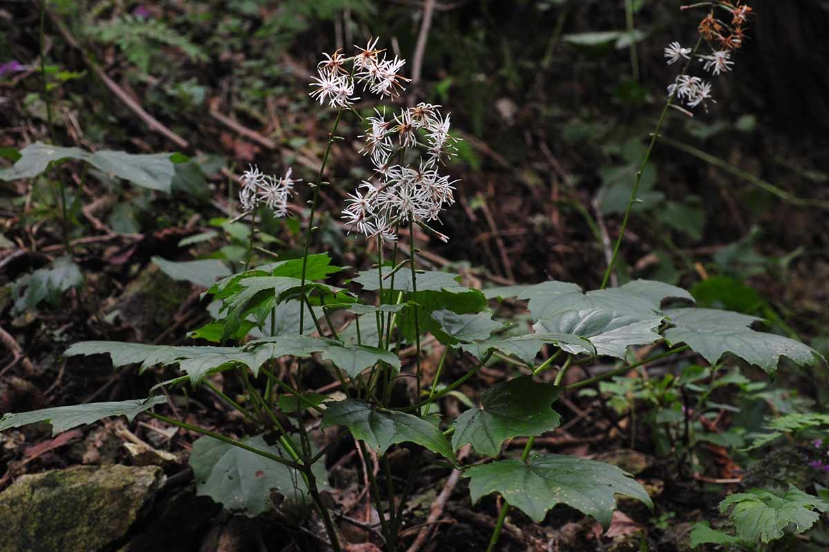 단풍취 / 국립생물자원관