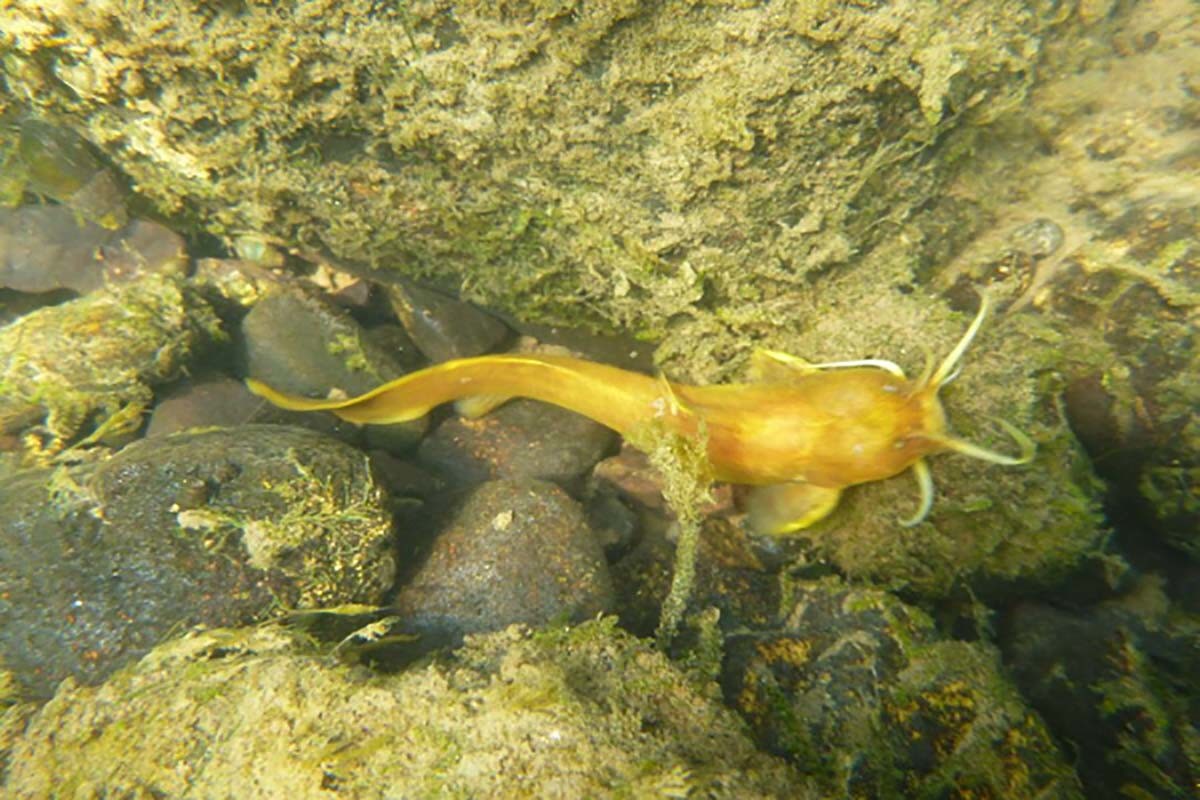 퉁사리 / 국립생물자원관