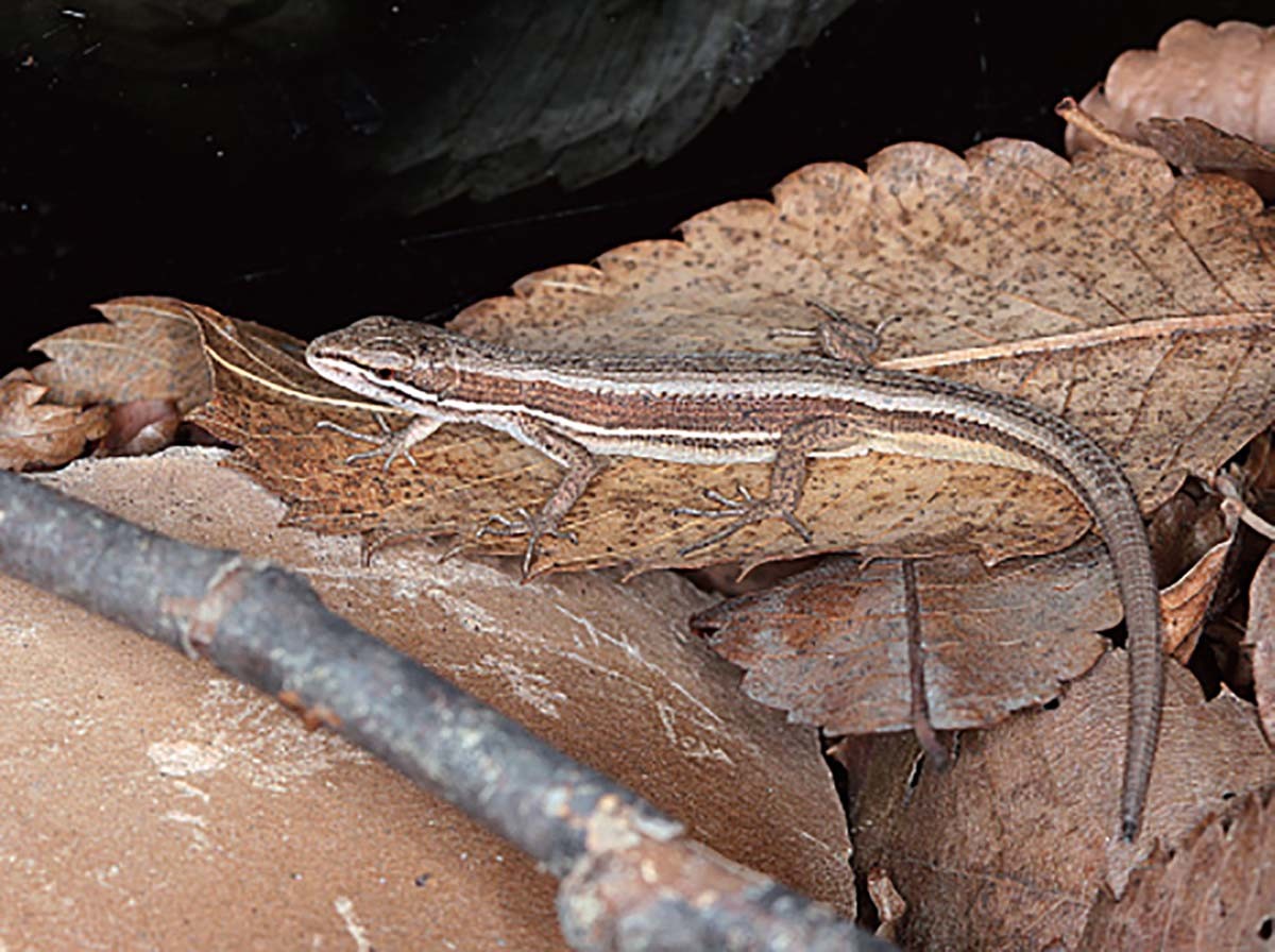 줄장지뱀 / 국립생물자원관