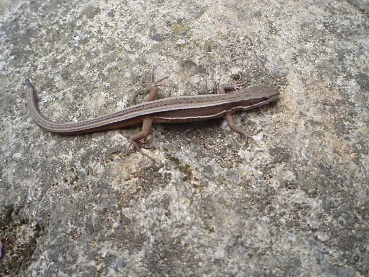 줄장지뱀. / 국립생물자원관