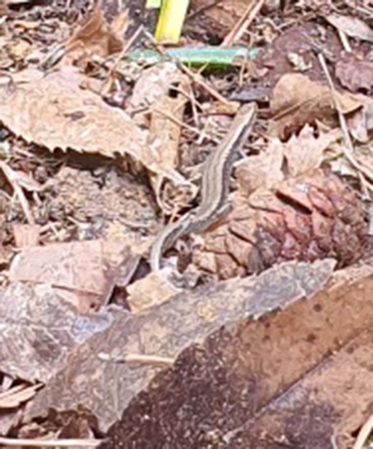 B씨가 발견한 줄장지뱀. / 독자 제보