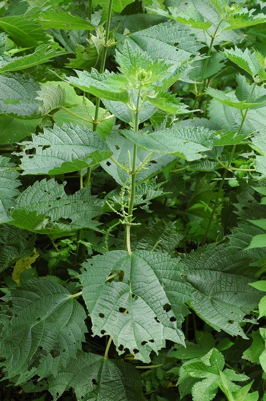 개모시풀 / 국립생물자원관