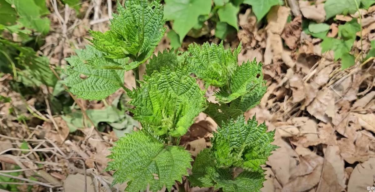 개모시풀 / '텃밭친구' 유튜브