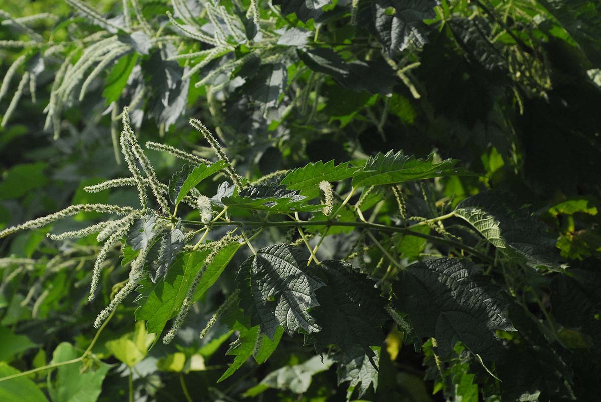 개모시풀 / 국립생물자원관