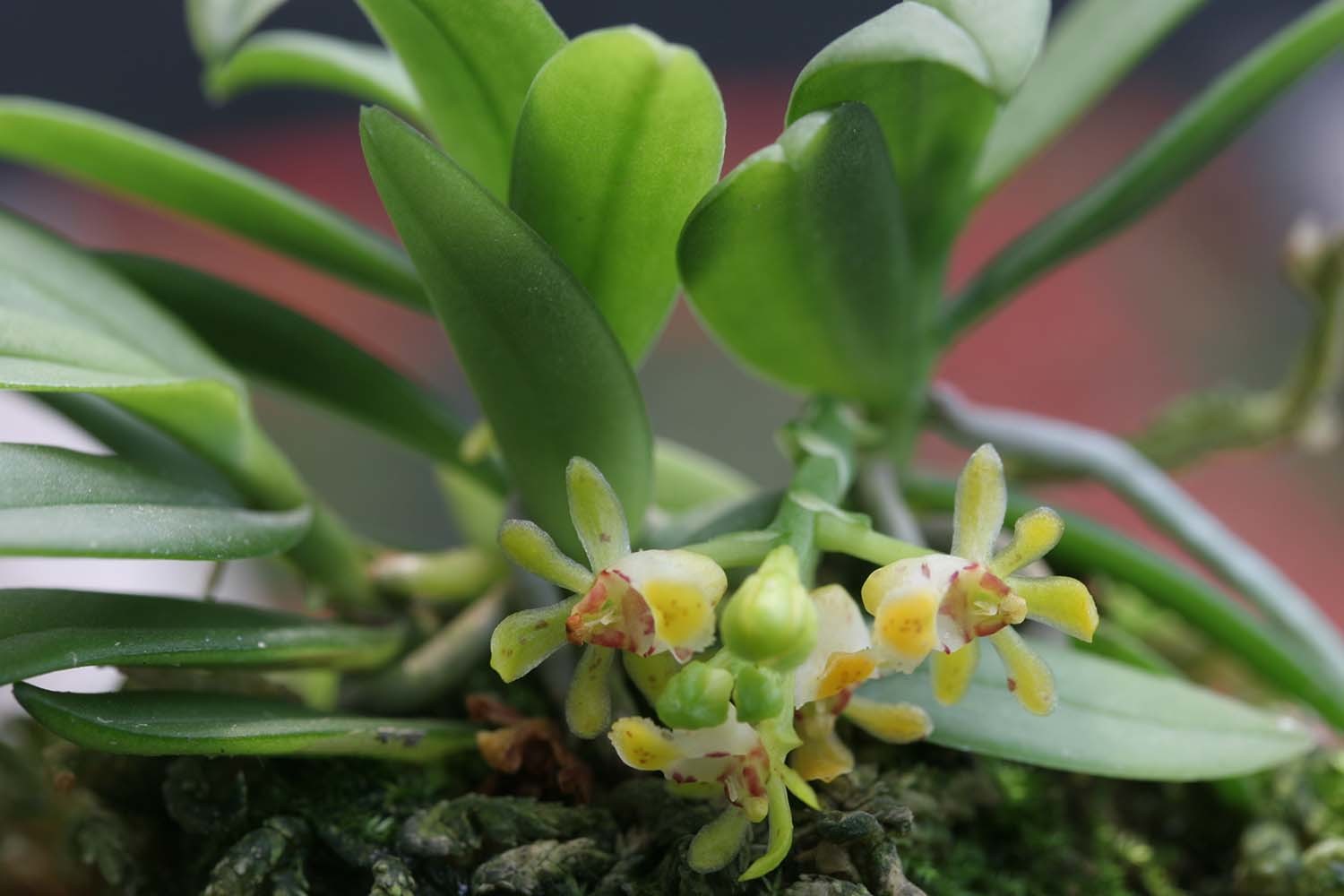 탐라란 / 국립생물자원관