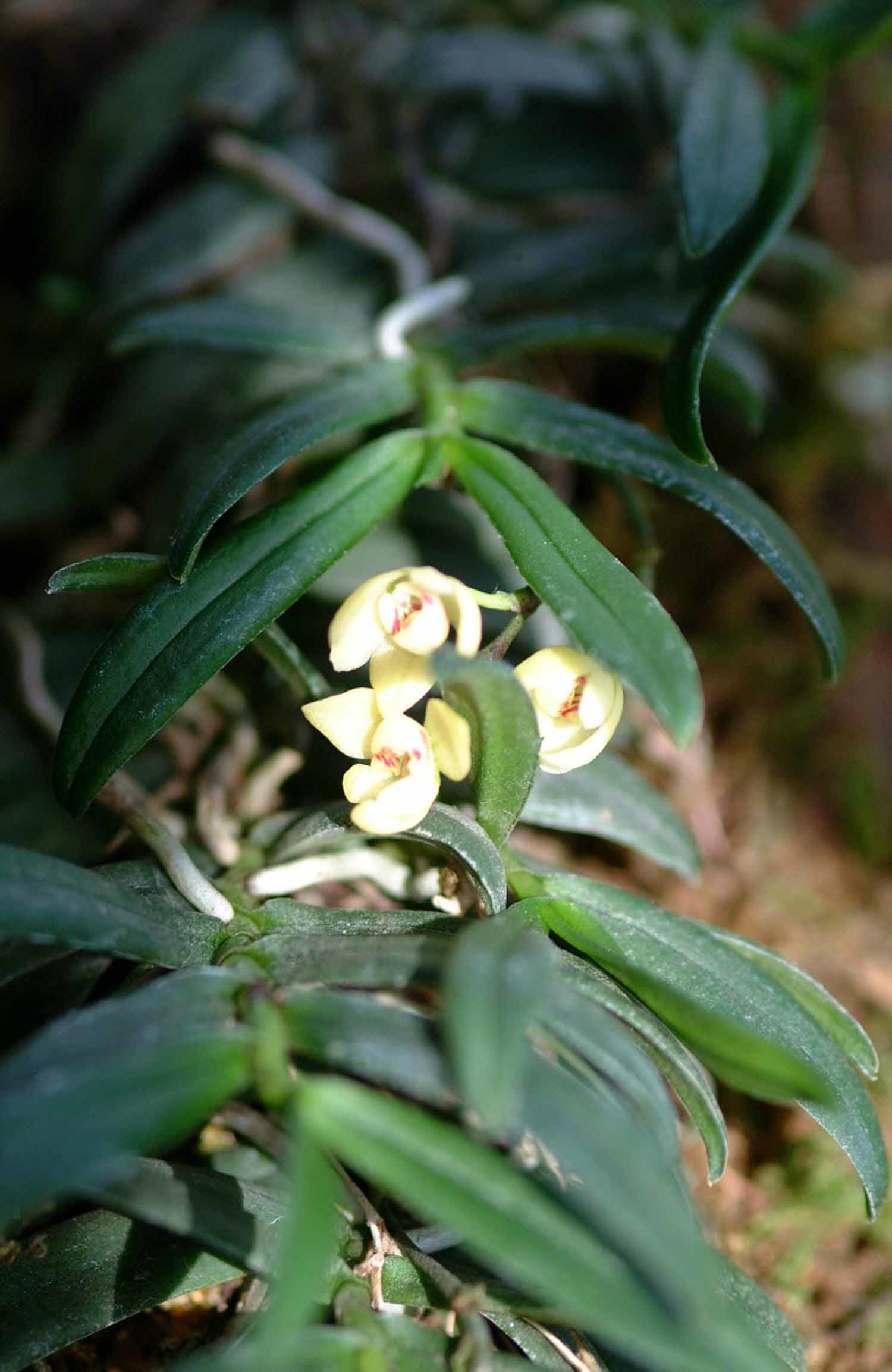 탐라란 / 국립생물자원관