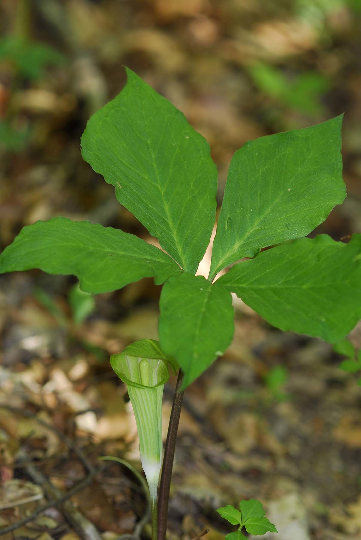 천남성 / 국립생물자원관