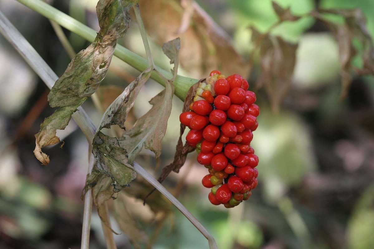 천남성 열매 / 국립생물자원관