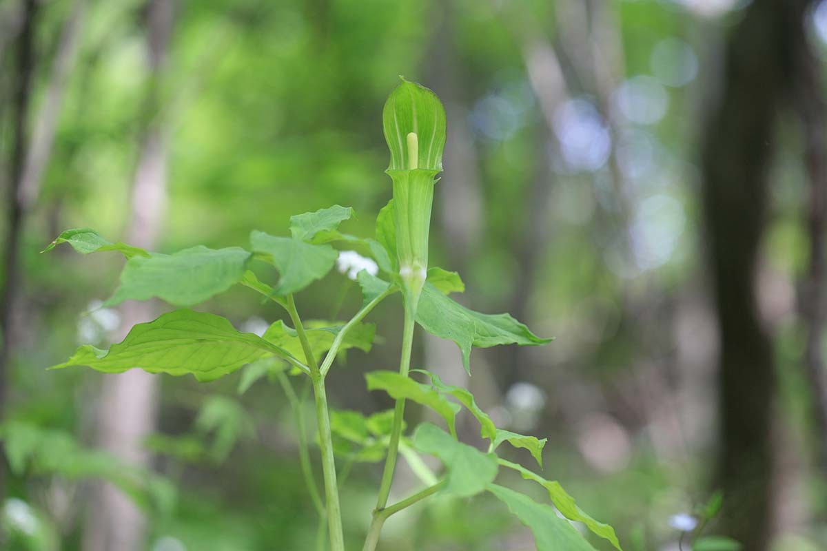 천남성 / 국립생물자원관