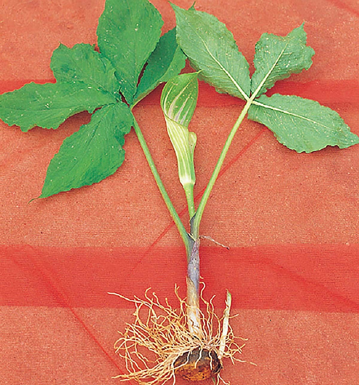 천남성 / 농촌진흥청