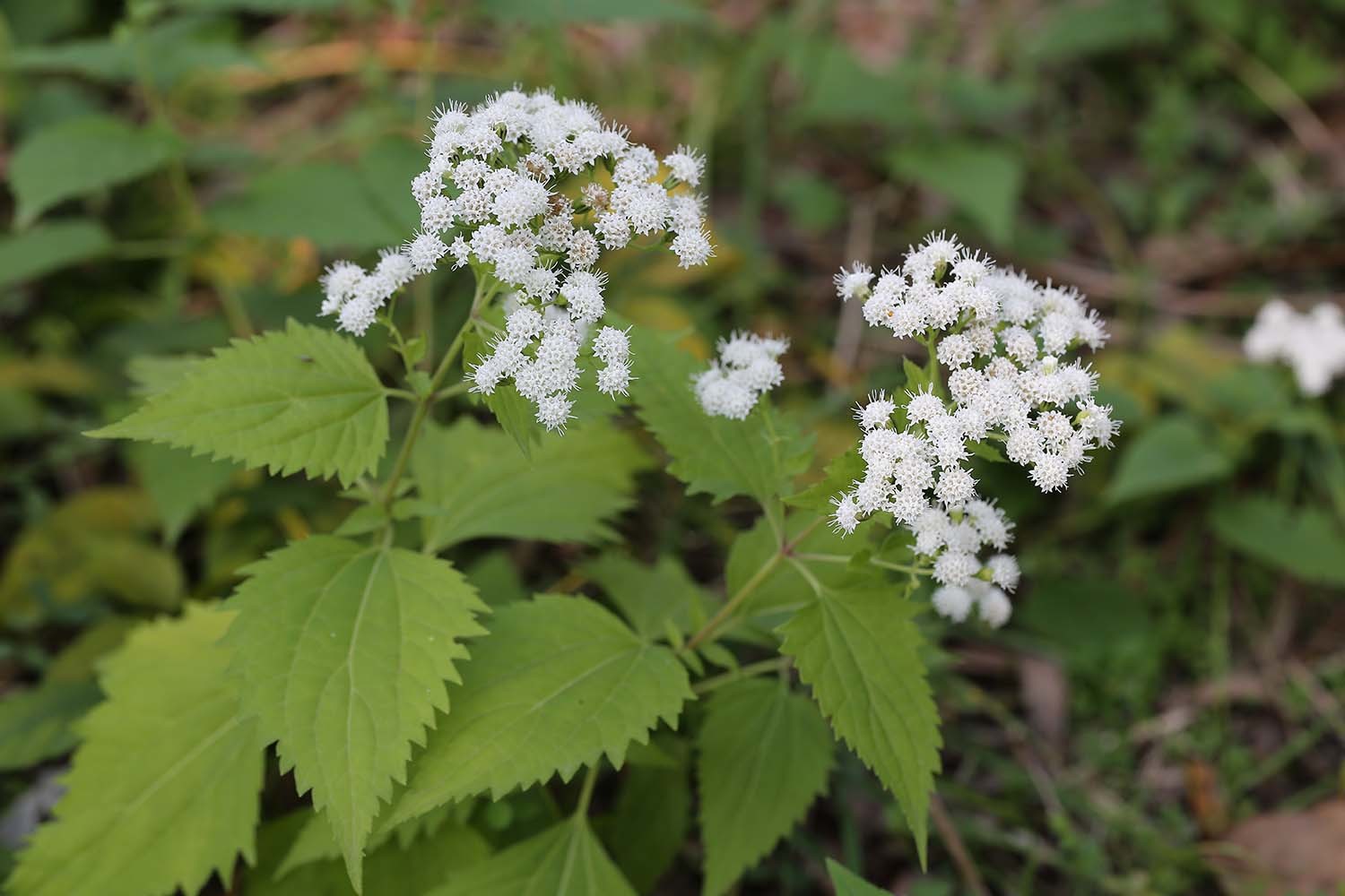 서양등골나물 / 국립생물자원관