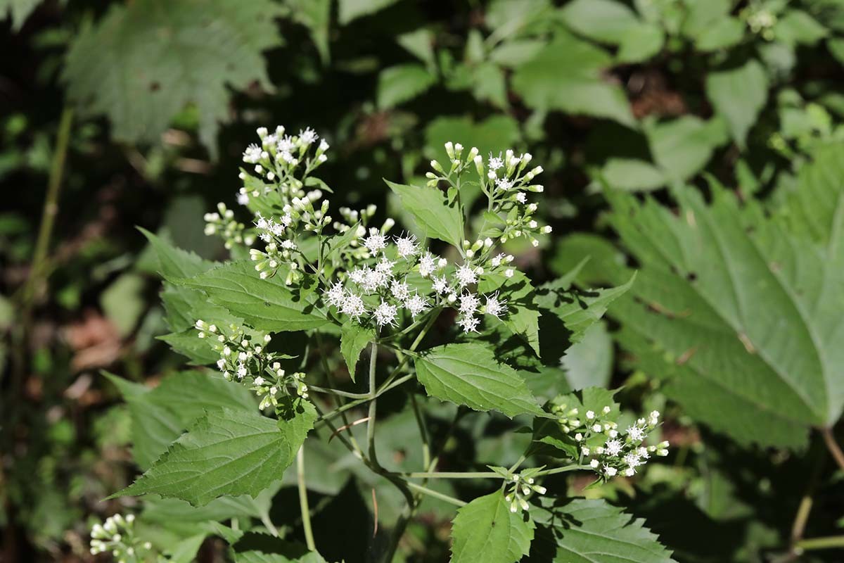 서양등골나물 / 국립생물자원관