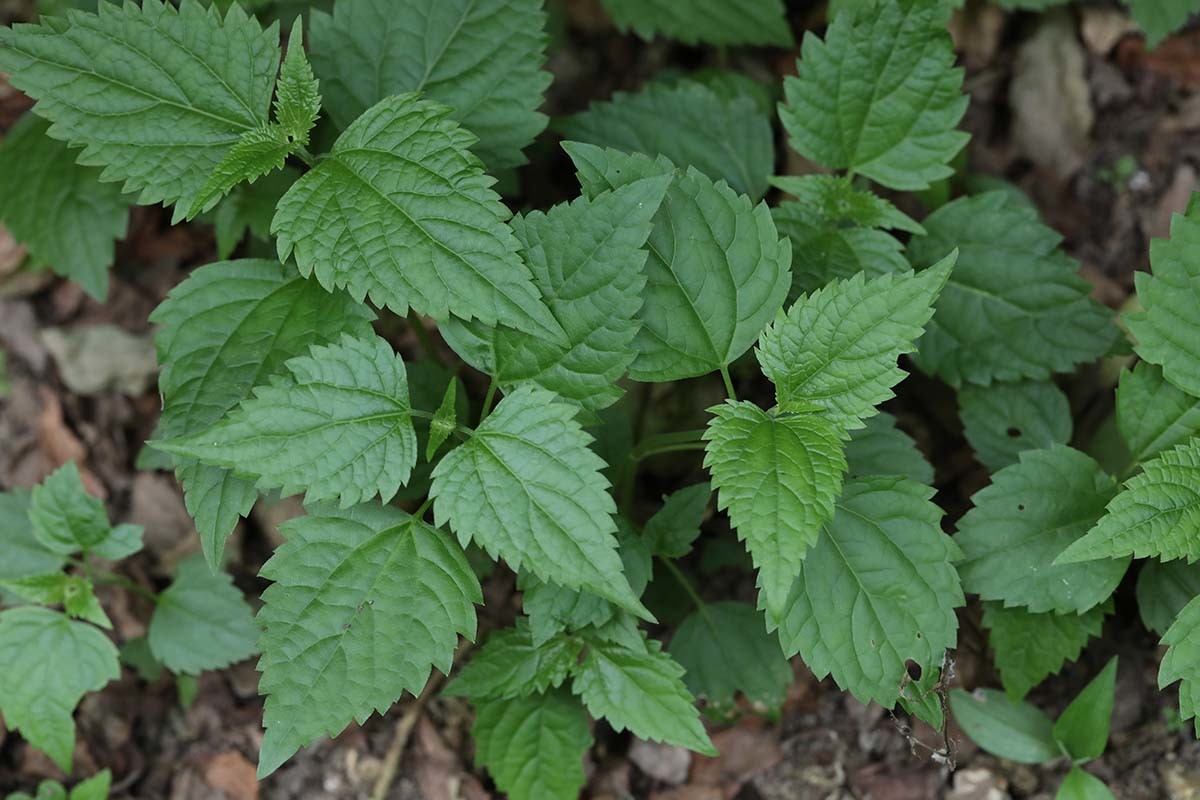 서양등골나물 / 국립생물자원관