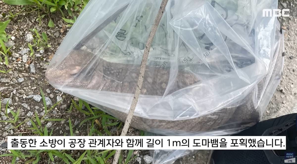 출동한 소방이 1m 크기의 도마뱀 포획한 장면 / MBC뉴스