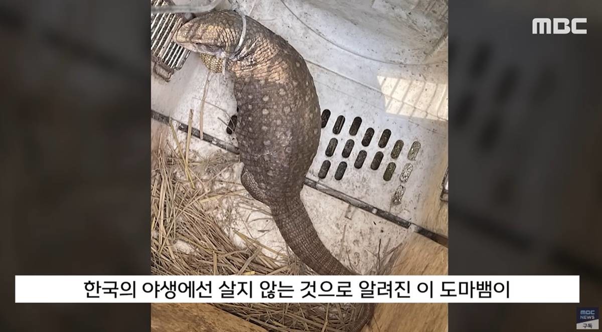 한국 야생에선 살지 않는 것으로 알려진 사바나왕도마뱀 / MBC뉴스