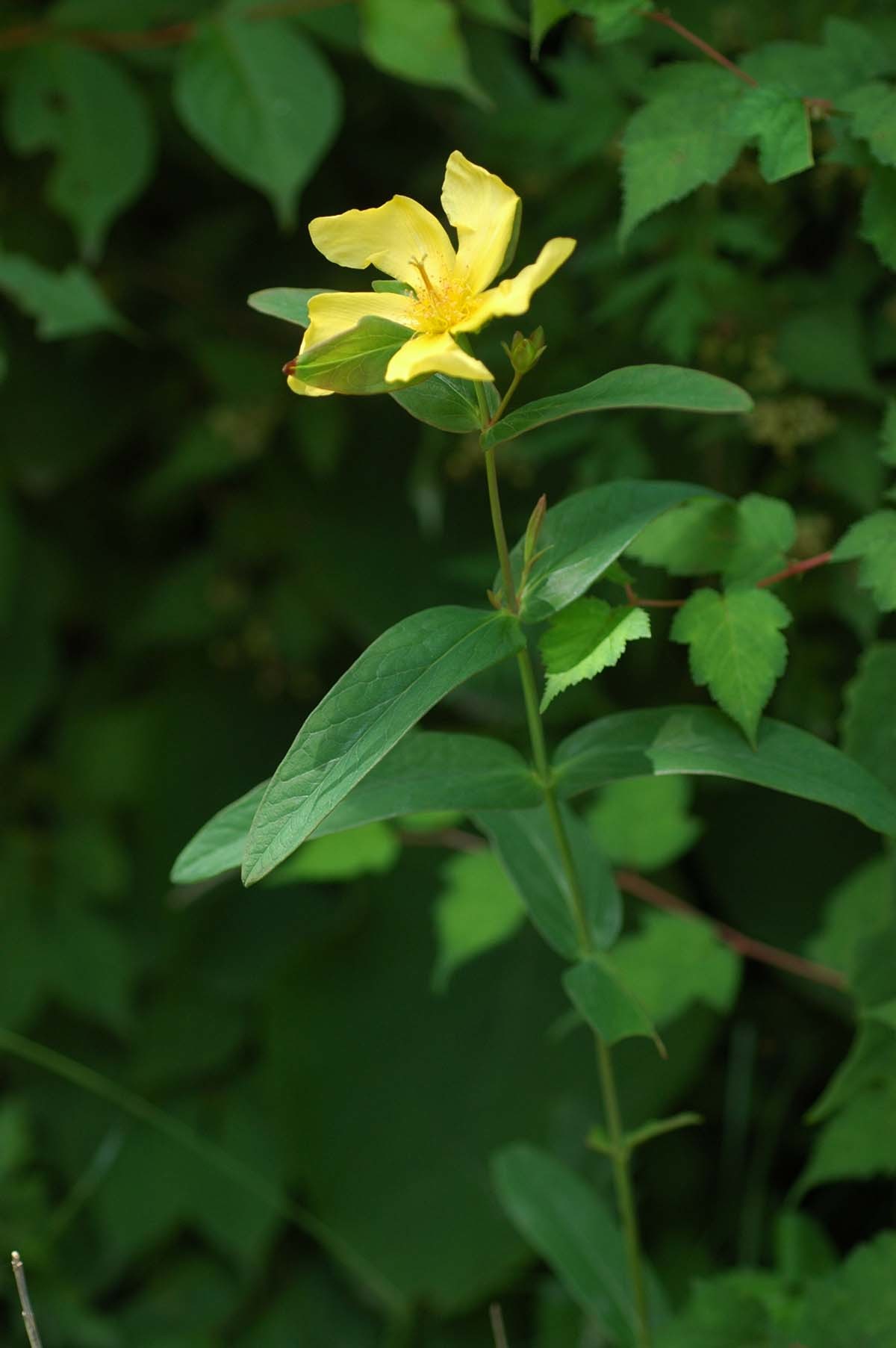 물레나물 / 국립생물자원관