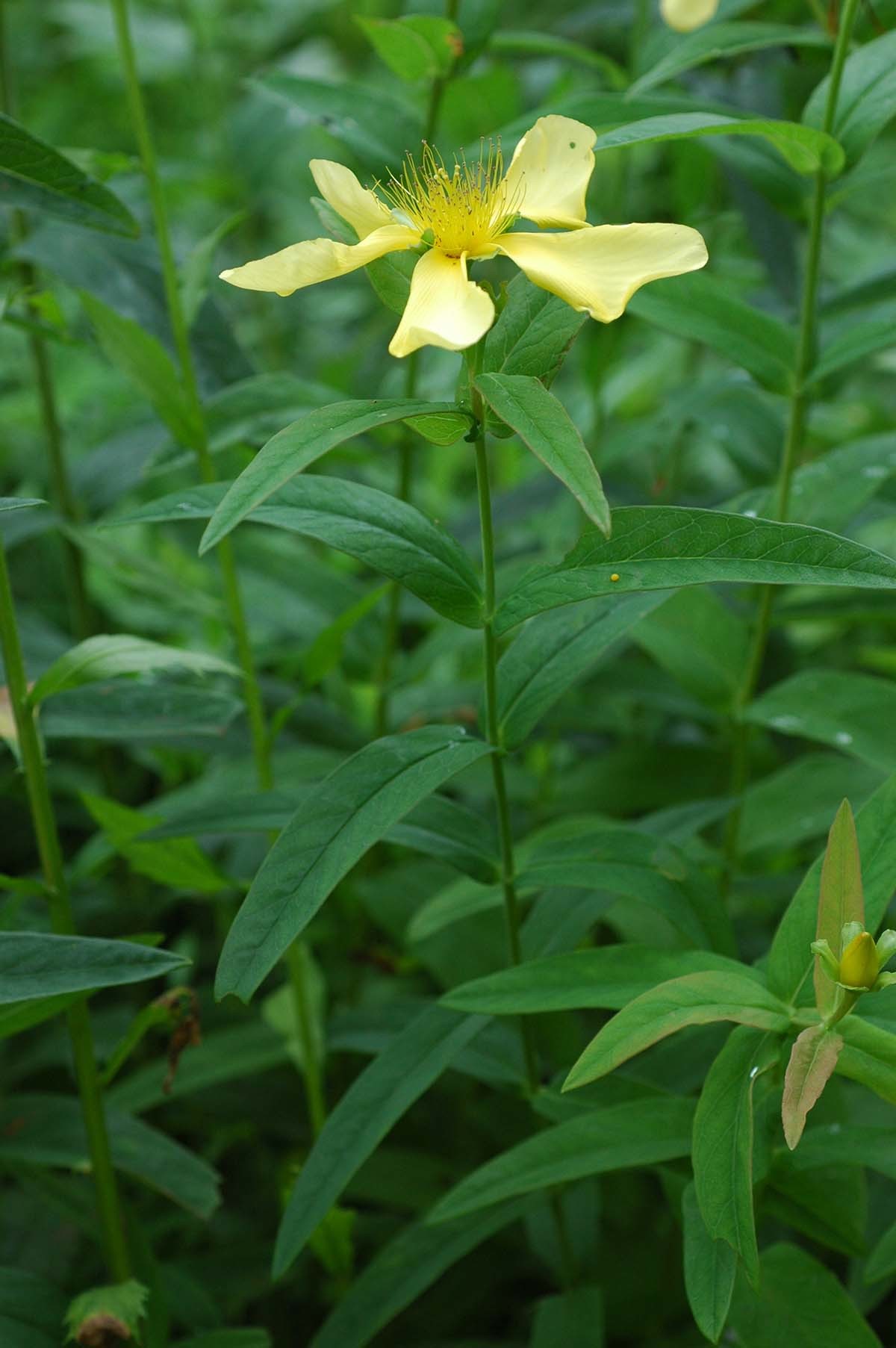 물레나물 / 국립생물자원관