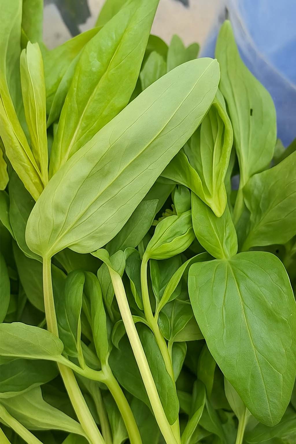 물레나물 순 / '깊은산속산나물' 유튜브