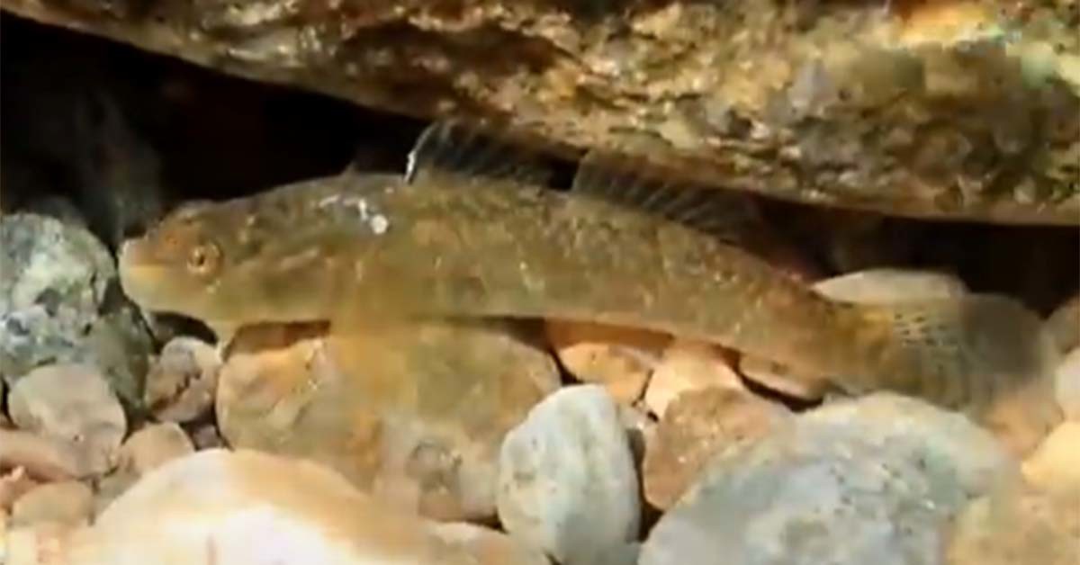 밀어 / '딩가딩가 스튜디오' 유튜브